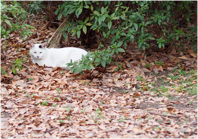 公園猫さん1955.jpg