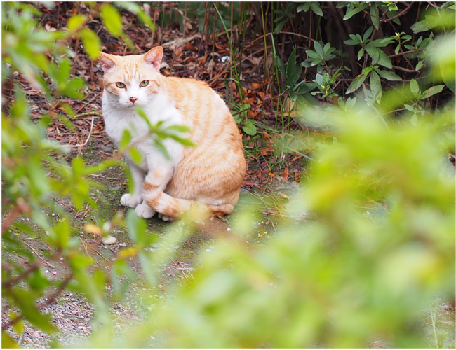 公園猫さん1956.jpg