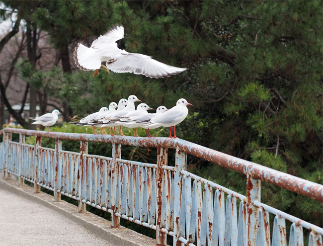 公園鳥さん1957.jpg
