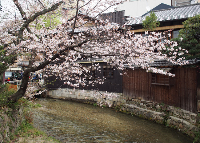 京都のさくら1961.jpg