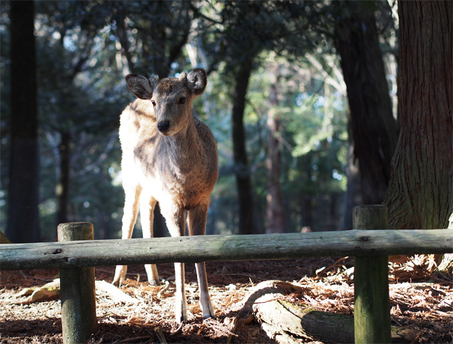 奈良鹿さん2011.jpg