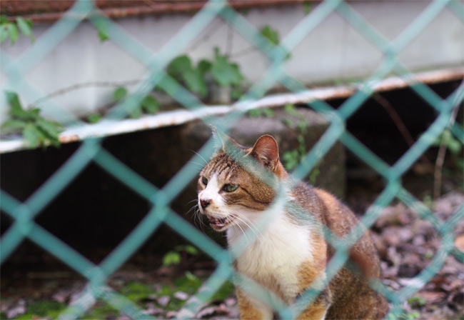 公園猫さん2021.jpg