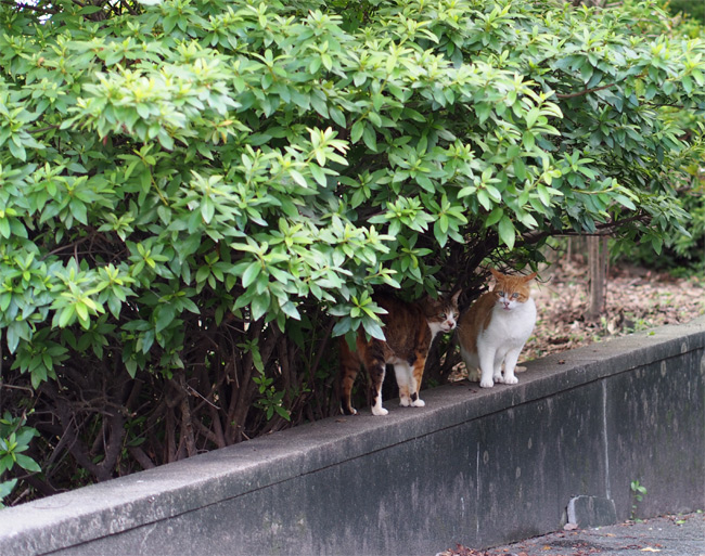 公園猫さん2027.jpg