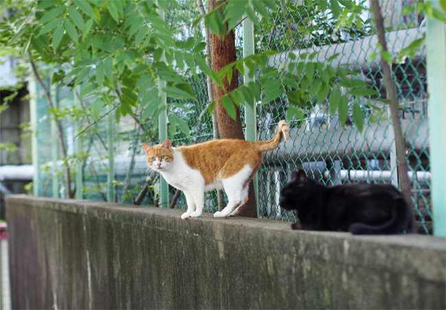 公園猫さん2029.jpg
