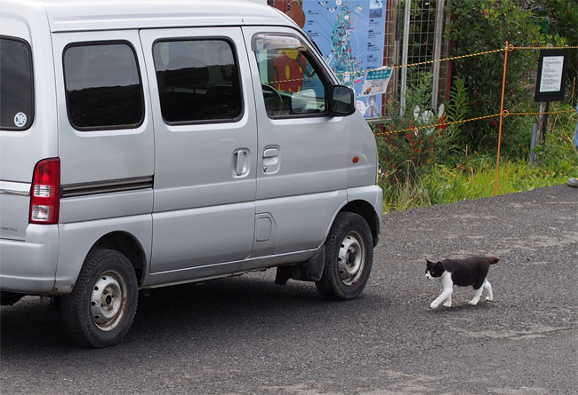 田代島猫さん2063.jpg