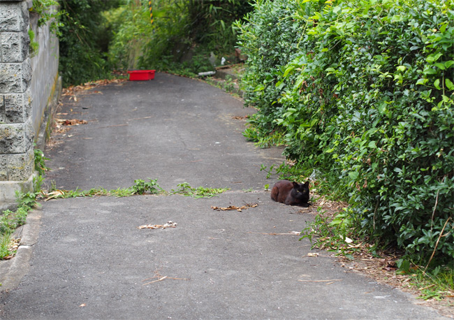 網地島猫さん2074.jpg