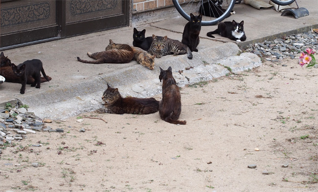 網地島猫さんたち2076.jpg