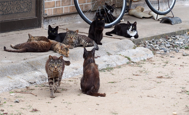 網地島猫さんたち2077.jpg