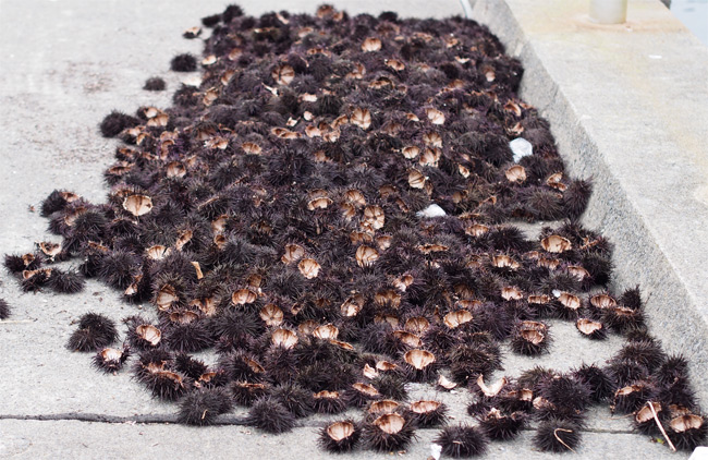網地島ウニ2078.jpg