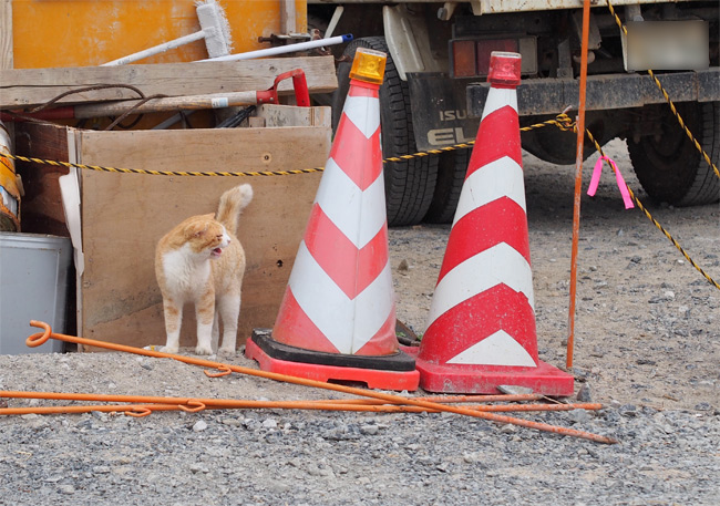 網地島猫さん2079.jpg
