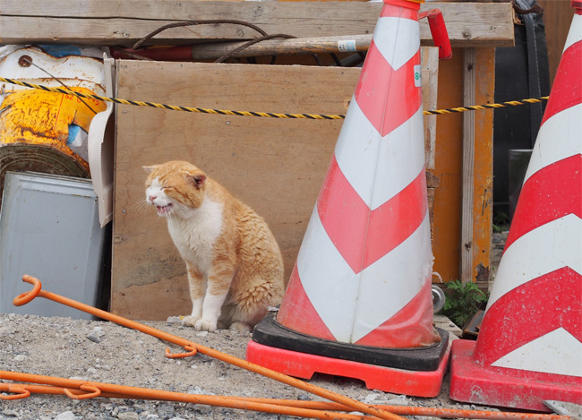 網地島猫さん2080.jpg