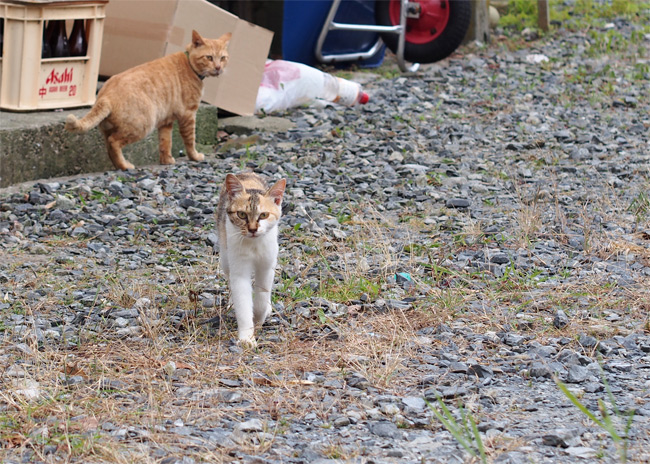 網地島猫さん2082.jpg