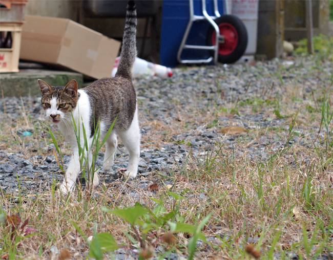 網地島猫さん2083.jpg