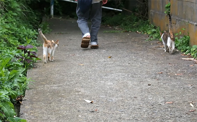 網地島猫さん2084.jpg