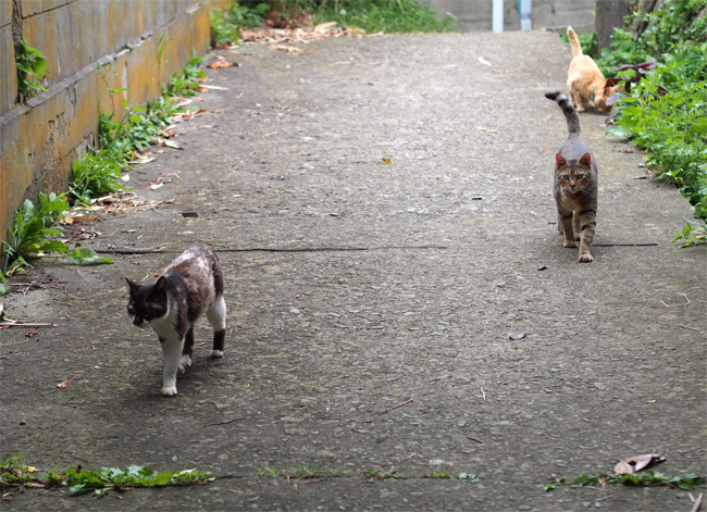 網地島猫さん2085.jpg