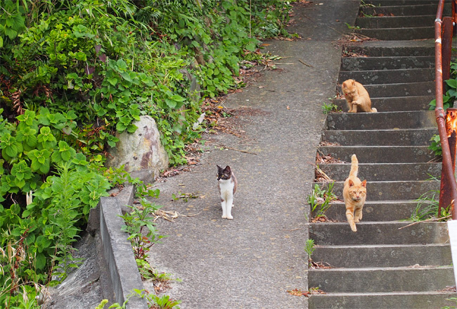 網地島猫さん2086.jpg