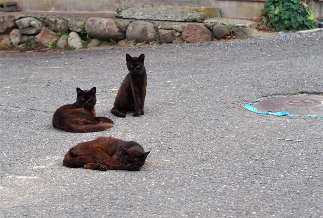 田代島猫さん2101.jpg
