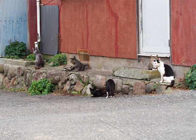 田代島猫さん2102.jpg