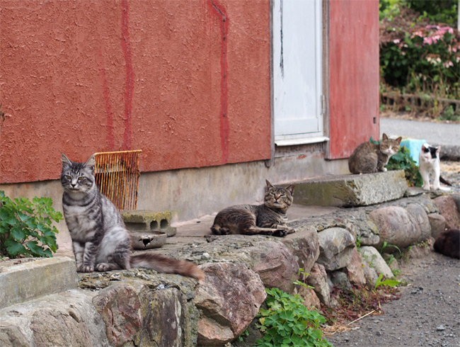 田代島猫さん2103.jpg