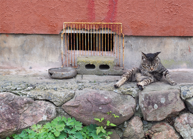 田代島猫さん2104.jpg