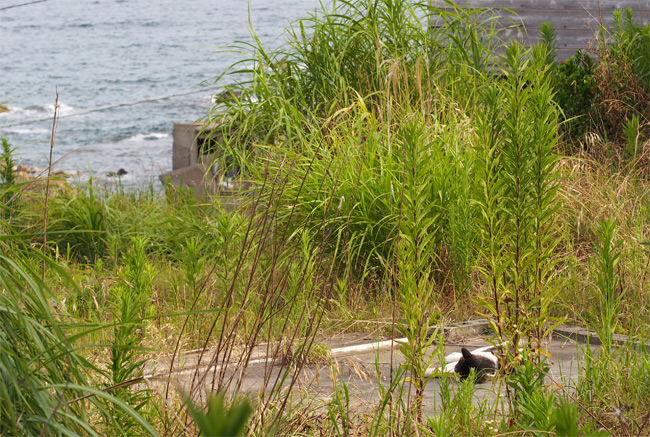 田代島猫さん2105.jpg