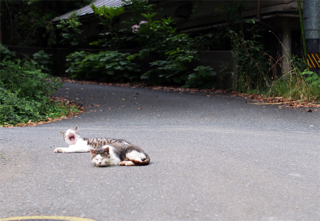 田代島猫さん2108.jpg