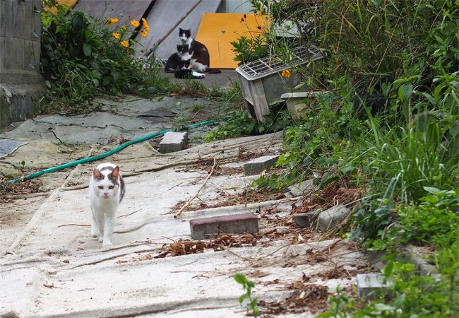 田代島猫さん2109.jpg