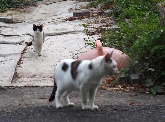 田代島猫さん2110.jpg