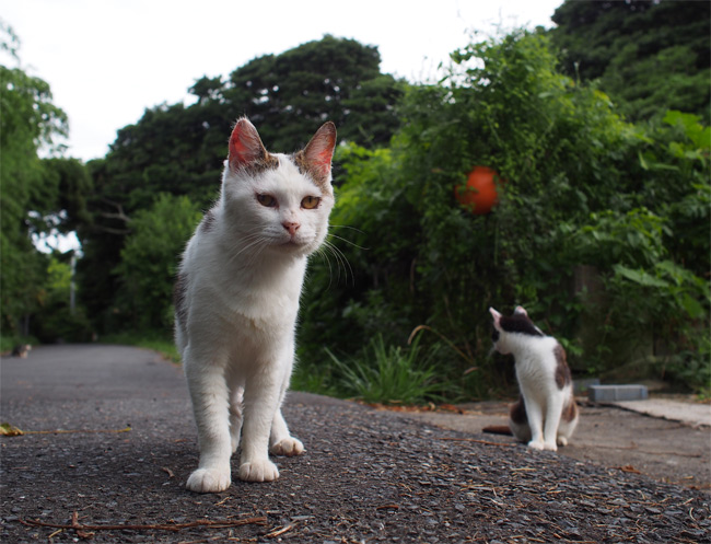 田代島猫さん2111.jpg