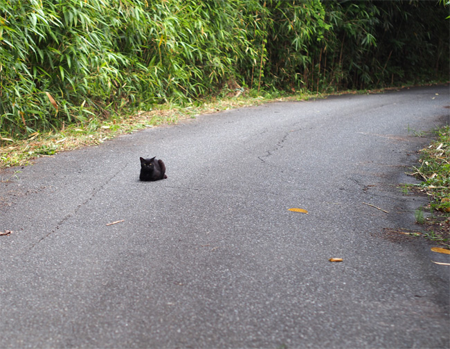 田代島猫さん2118.jpg