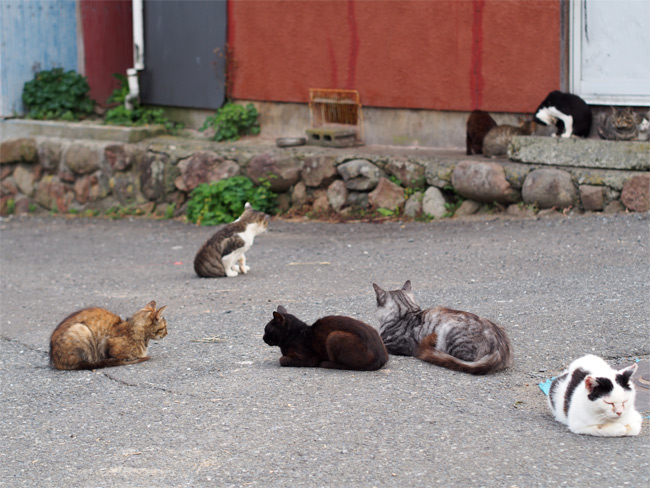 田代島猫さん2119.jpg