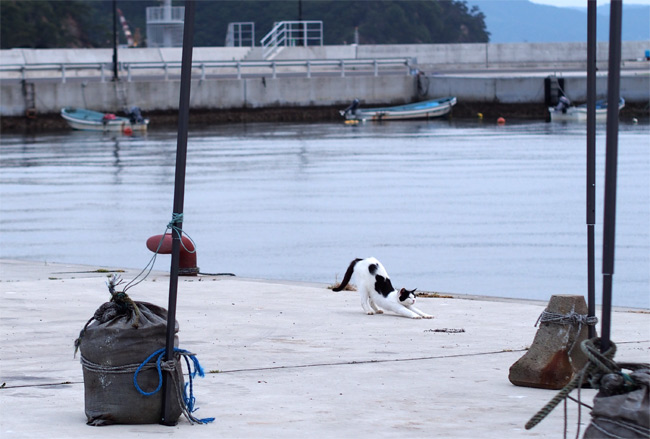 田代島猫さん2124.jpg