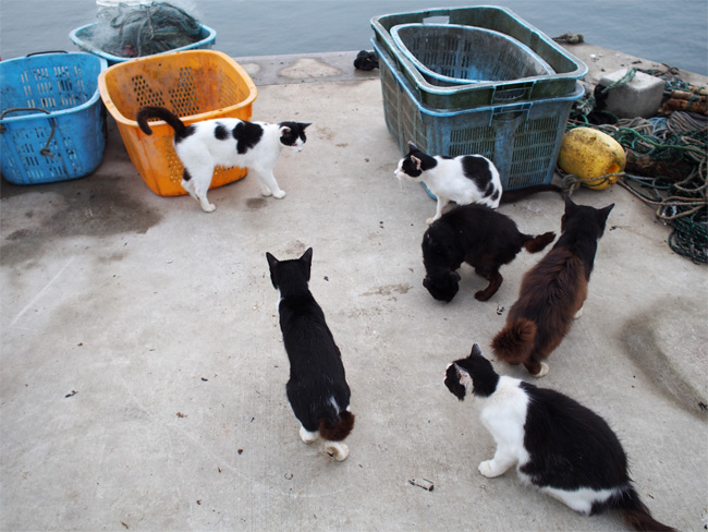 田代島猫さん2125.jpg