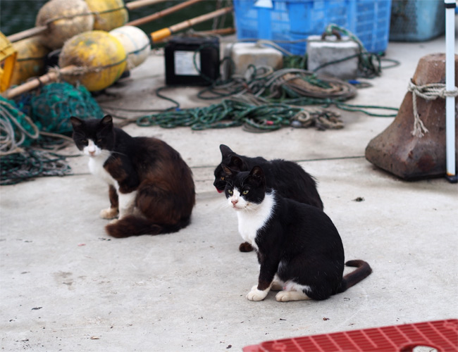 田代島猫さん2128.jpg
