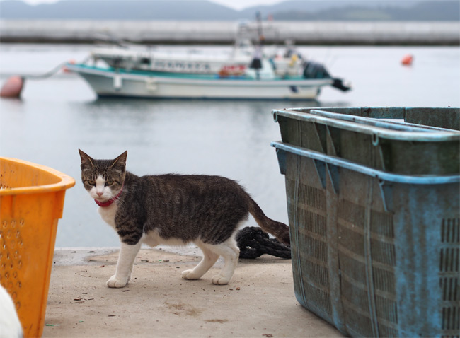 田代島猫さん2129.jpg