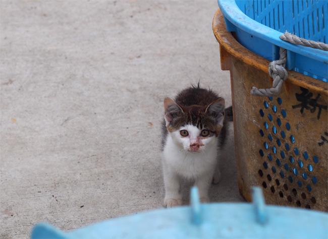 田代島猫さん2130.jpg