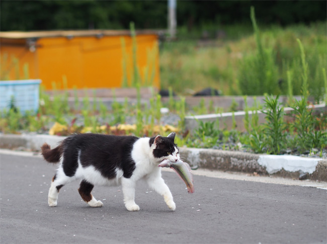 田代島猫さん2131.jpg