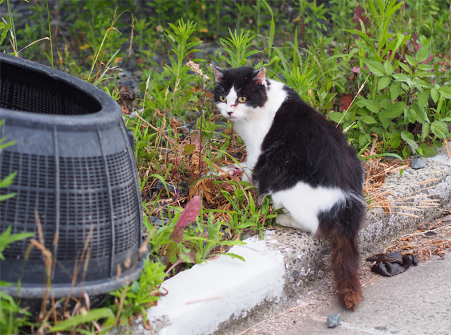 田代島猫さん2133.jpg