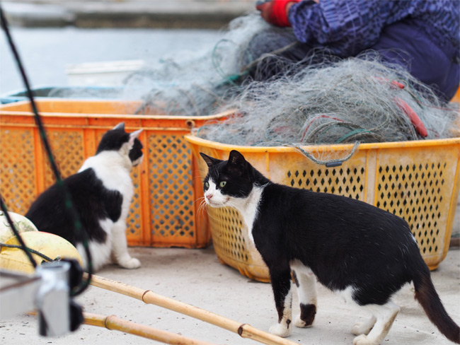田代島猫さん2134.jpg