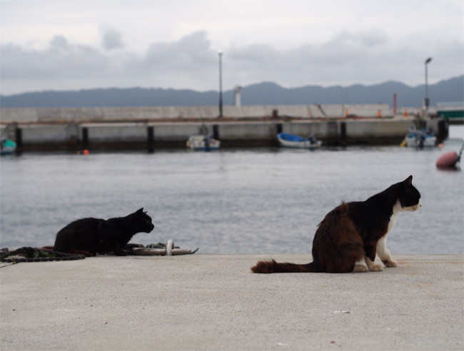 田代島猫さん2135.jpg