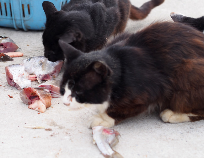 田代島猫さん2141.jpg