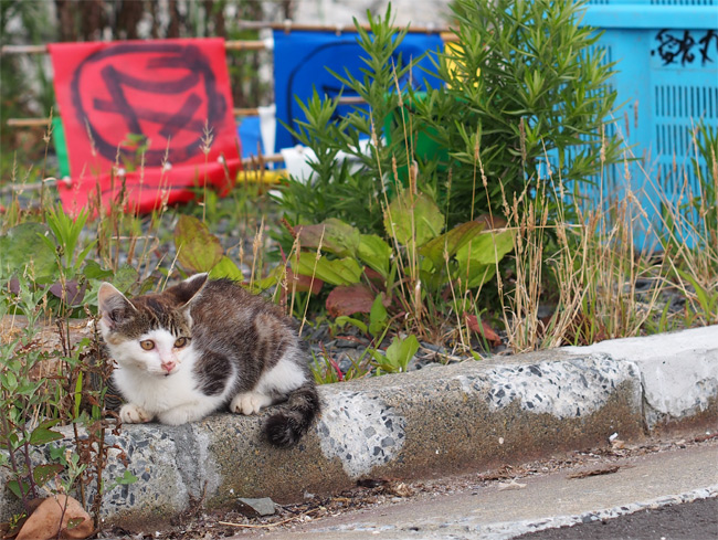 田代島猫さん2146.jpg