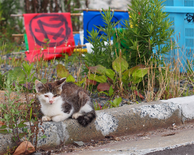 田代島猫さん2147.jpg