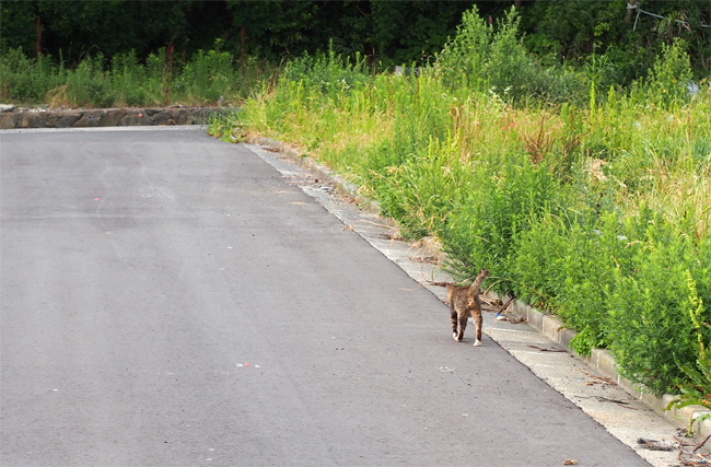 田代島猫さん2148.jpg
