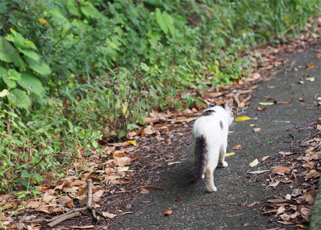 田代島猫さん2159.jpg