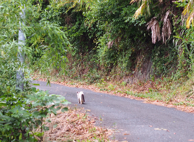 田代島猫さん2161.jpg
