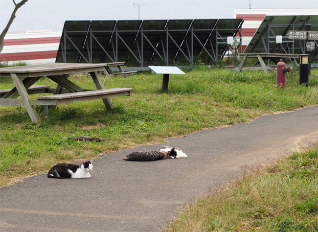 マンガアイランド猫さん2163.jpg