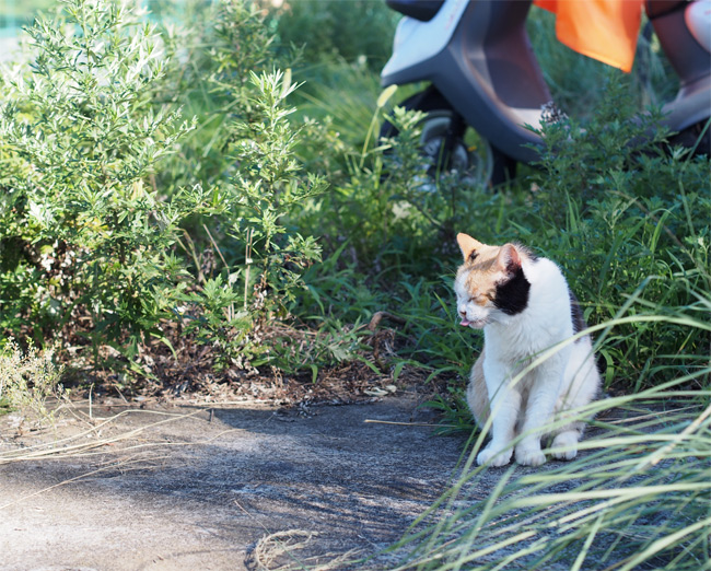 河川敷猫さん2184.jpg
