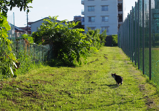 河川敷猫さん2189.jpg