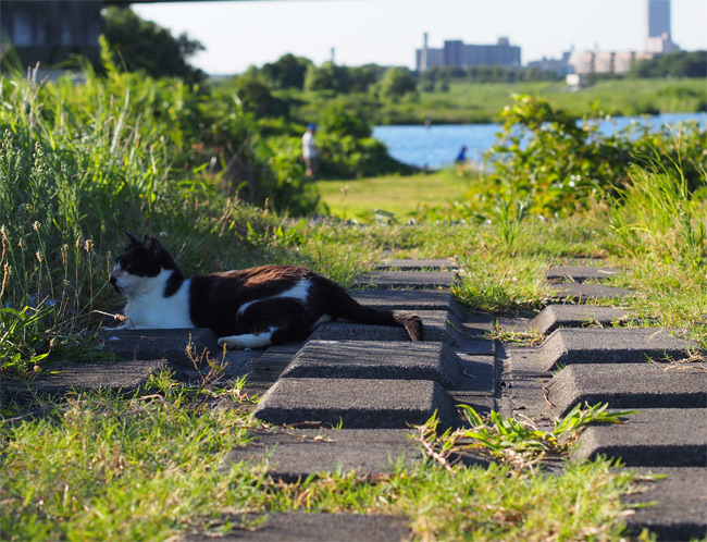 河川敷猫さん2194.jpg
